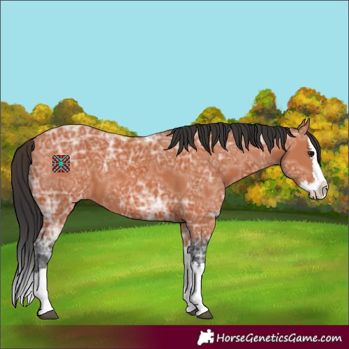 Horse Color:Bay Ice Sabino Splash Appaloosa 