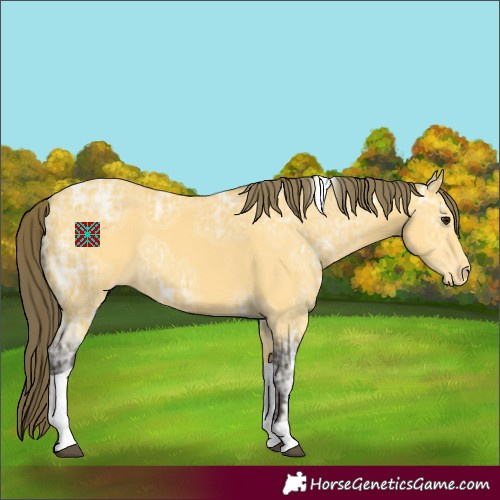 Horse Color:Buckskin Ice Tobiano Appaloosa 