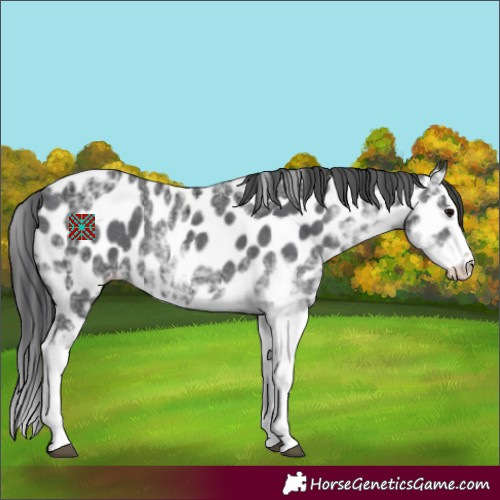 Horse Color:Black Ice Sabino Splash Appaloosa 