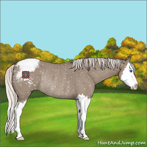Horse Color:Silver Grullo Roan Sabino Splash Appaloosa Rabicano 