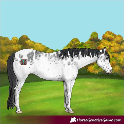 Horse Color:White Spotted Black Tobiano Appaloosa 