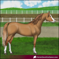 Horse Color:Gray Red Dun Splash 