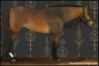 Horse Color:Gray Buckskin 