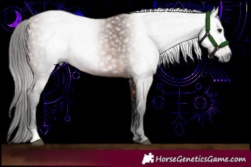 Horse Color:Gray Bay