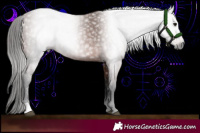 Horse Color:Gray Bay 