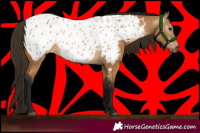 Horse Color:Gray Buckskin Appaloosa