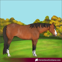 Horse Color:Bay Rabicano 