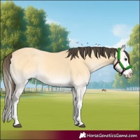 Horse Color:Buckskin Onyx Splash