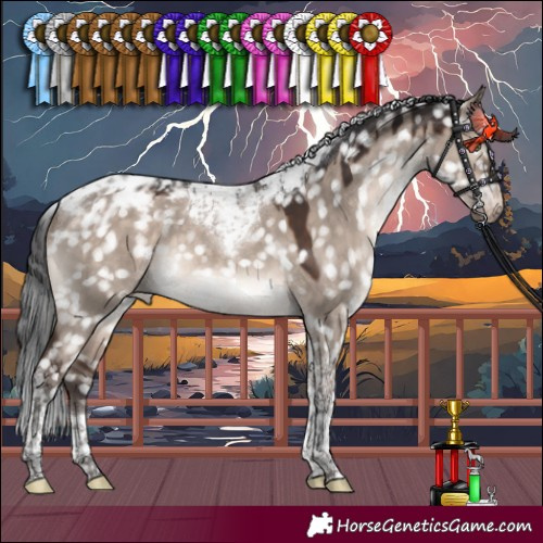 Horse Color:Brown Dun Mushroom Tobiano Appaloosa 