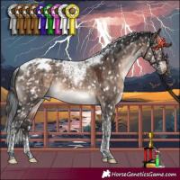 Horse Color:Brown Dun Mushroom Tobiano Appaloosa 