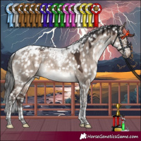 Horse Color:Brown Dun Mushroom Tobiano Appaloosa 