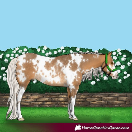 Horse Color:White Spotted Silver Buckskin Rabicano 
