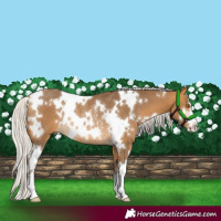 Horse Color:White Spotted Silver Buckskin Rabicano