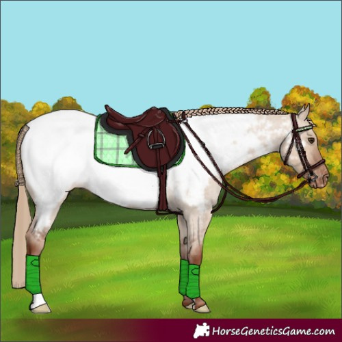 Horse Color:Red Dun Roan Appaloosa