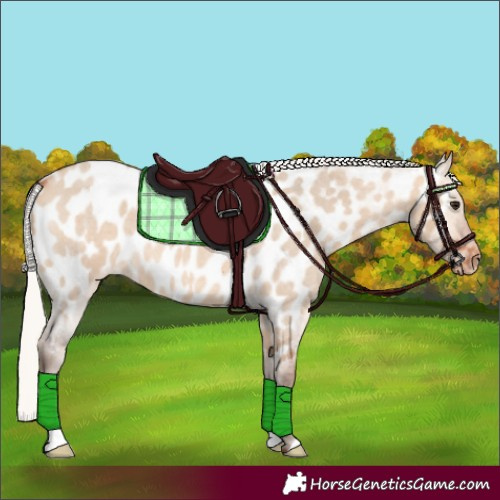 Horse Color:Silver Bay Roan Dun Near Leopard 