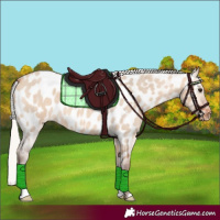 Horse Color:Silver Bay Roan Dun Appaloosa 