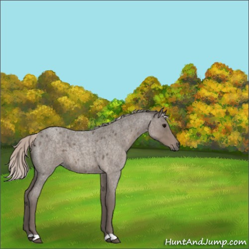 Horse Color:Silver Blue Roan 