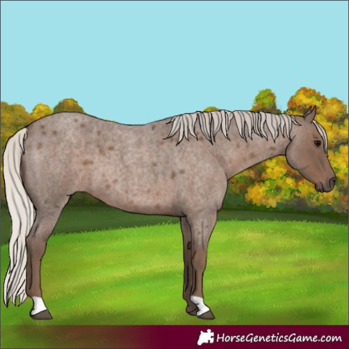 Horse Color:Silver Blue Roan 