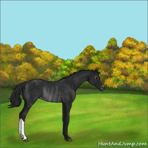Horse Color:Gray Black Appaloosa Rabicano