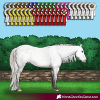 Horse Color:White Spotted Classic Champagne Dun Frame Appaloosa Rabicano and Gray White Spotted Silver Grullo Appaloosa Rabicano