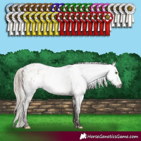 Horse Color:White Spotted Classic Champagne Dun Frame Appaloosa Rabicano  and Gray White Spotted Silver Grullo Appaloosa Rabicano 