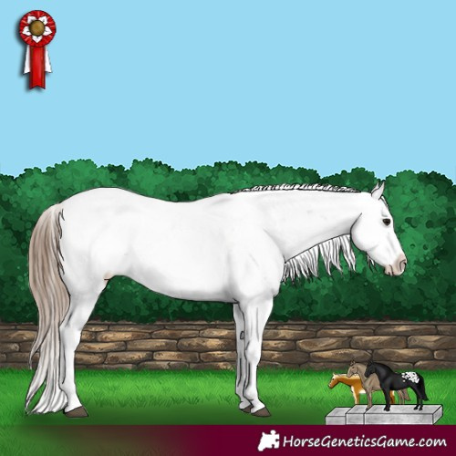 Horse Color:Black Pearl Sabino Appaloosa Rabicano 