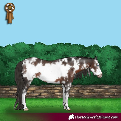 Horse Color:White Spotted Liver Chestnut Sabino Frame Rabicano 