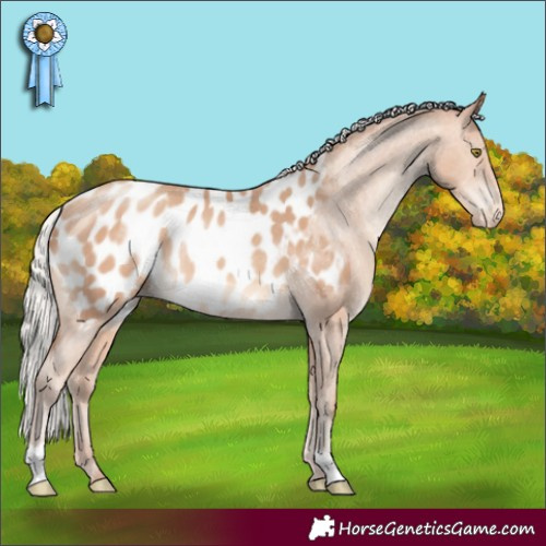 Horse Color:Silver Amber Champagne Blanket Rabicano