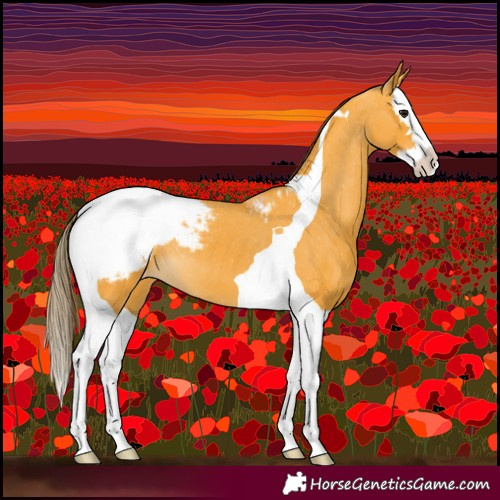 Horse Color:Buckskin Splash Tobiano Appaloosa 