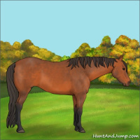 Horse Color:Bay Rabicano 