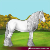Horse Color:Gray White Spotted Black  and Gray White Spotted Classic Champagne 