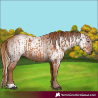 Horse Color:Chestnut Rabicano  and Gray Chestnut Rabicano 