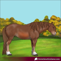Horse Color:Chestnut 