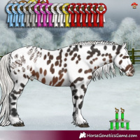 Horse Color:Liver Chestnut Mushroom Tobiano Appaloosa