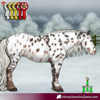 Horse Color:Liver Chestnut Mushroom Appaloosa 