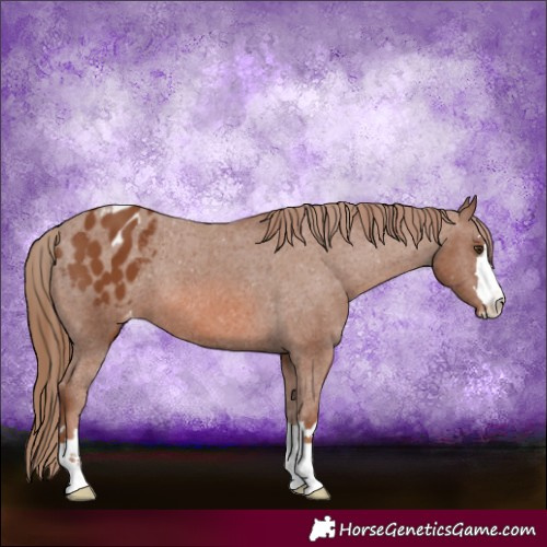 Horse Color:Chestnut Appaloosa 