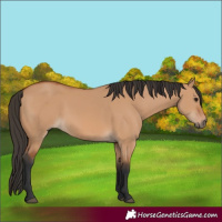 Horse Color:Bay Dun 