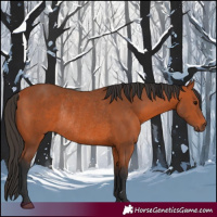 Horse Color:Bay Rabicano 