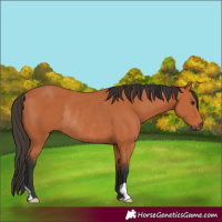 Horse Color:Bay Rabicano 