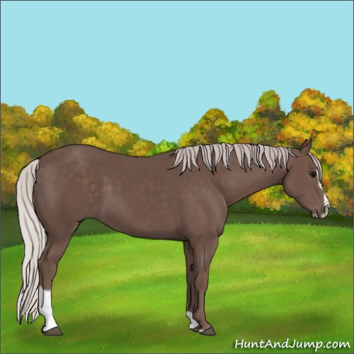 Horse Color:Silver Black Sabino 