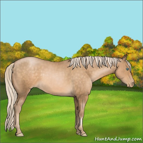 Horse Color:Chocolate Palomino Pearl Sabino 