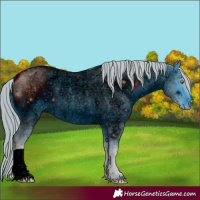 Horse Color:ERROR: UNKNOWN ANOMALY