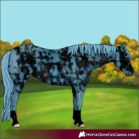 Horse Color:ERROR: UNKNOWN ANOMALY