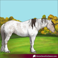 Horse Color:White Spotted Classic Champagne Ice Roan 