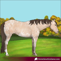 Horse Color:Amber Champagne Ice 