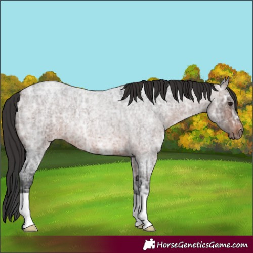 Horse Color:Brown Ice Roan 
