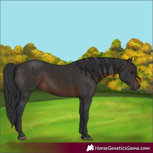 Horse Color:Brown 