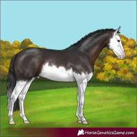Horse Color:Brown Sabino Splash 