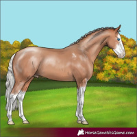 Horse Color:Silver Sable Champagne Sabino Splash 