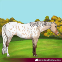 Horse Color:Silver Brown Dun Appaloosa 